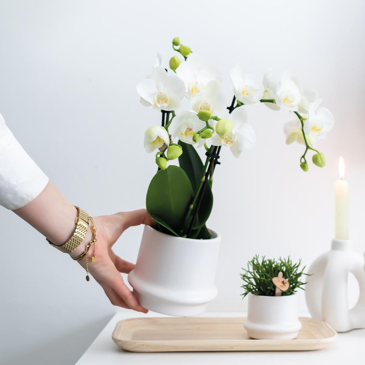 Orchidées Phalaenopsis blanches dans un intérieur moderne