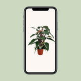 Plante artificielle Philodendron pyramide Ø19 cm H75 cm
