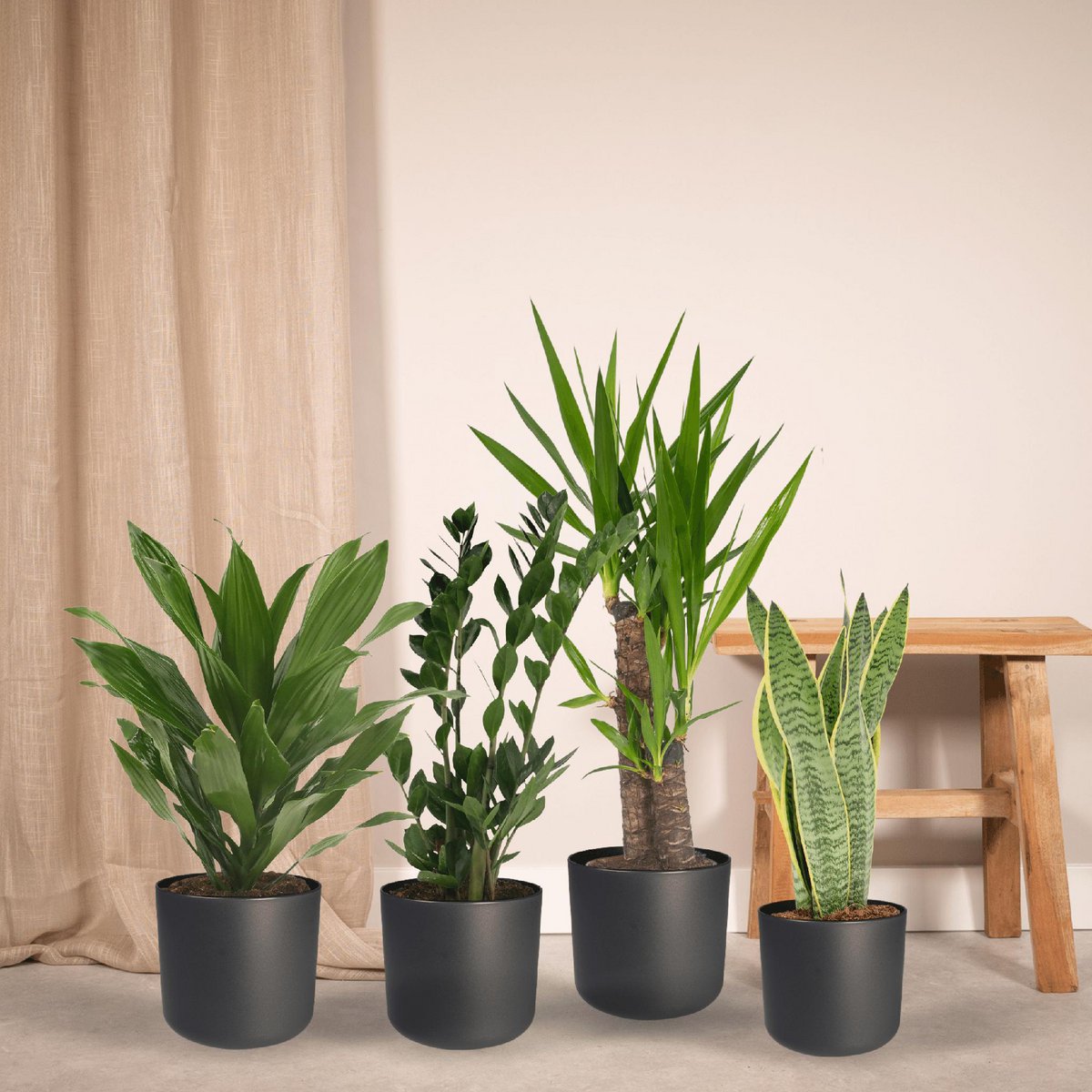 Bac à plantes Easy - 4 plantes d'intérieur - Ø14-Ø17cm - Différentes hauteurs
