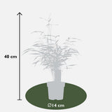 Coloredia scabrida 'asian wonder' - Ø14cm - ↕40cm
