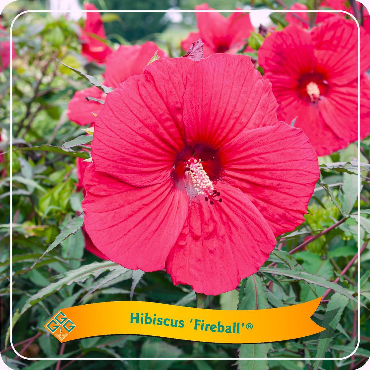Hibiscus 'Fireball' en pot de 25cm de diamètre, plante luxuriante et colorée