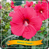 Hibiscus 'Fireball' en pot de 25cm de diamètre, plante luxuriante et colorée