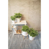 Viburnum 'Fairy Stars' - Ø13cm - ↕20cm