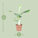 Musa Dwarf Cavendish - Ø17cm - ↕60cm