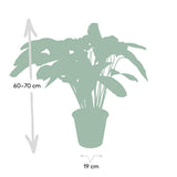 Calathea Étoile de Flamme - Ø19cm - ↕75cm