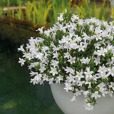Pot de fleur campanule blanche avec panier coton et système d'arrosage