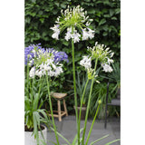 Agapanthus Fireworks - Ø23cm - ↕40cm - Ø14 - ↨20cm