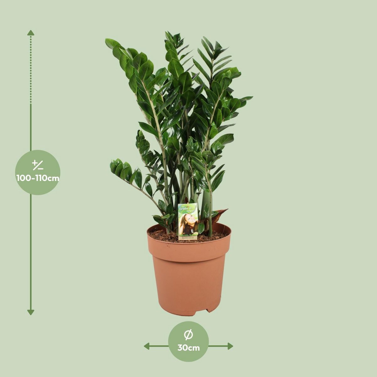 Zamioculcas Zamiifolia - Ø30cm - ↕110cm