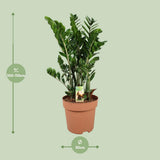 Zamioculcas Zamiifolia - Ø30cm - ↕110cm