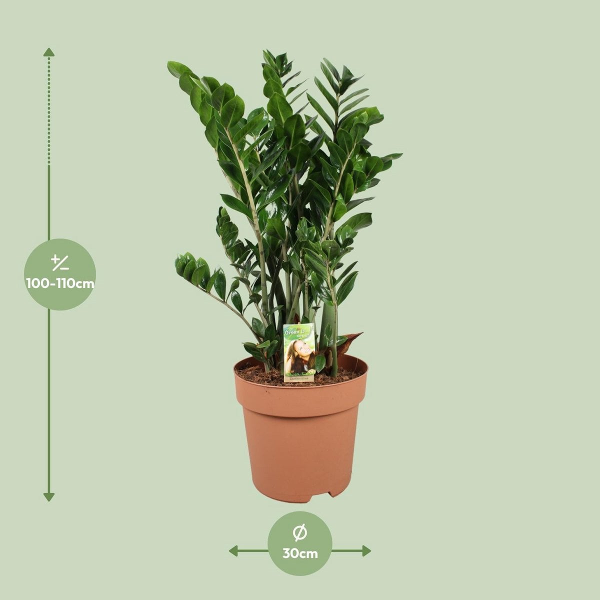 Zamioculcas Zamiifolia - Ø30cm - ↕110cm