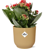 Kalanchoe Rosalina rouge avec pot pliant jaune Elho Vibes