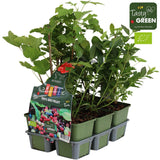 Mélange de fruits 6 -pack Bio P9 Standard - 6 Placez les plantes de fruits