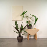 Lot de 2 plantes Alocasia en pot Ø19 cm hauteur 75 cm