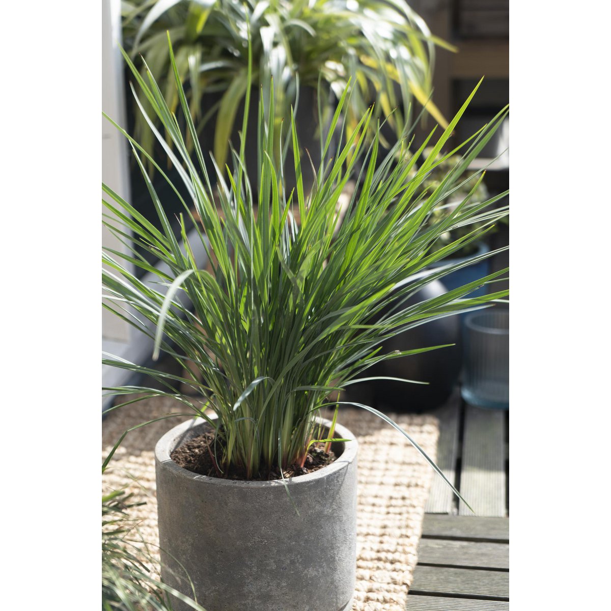 Dianella Revoluta 'Coolvista' - détail de la texture des feuilles