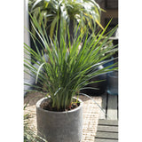 Dianella Revoluta 'Coolvista' - détail de la texture des feuilles