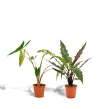 Lot de 2 plantes Alocasia en pot Ø19 cm hauteur 75 cm