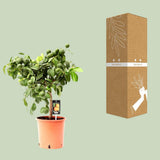 Citron rouge citrus - Ø22 cm - ↕80cm