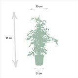 Lot de 3 ficus en pot de 21 cm