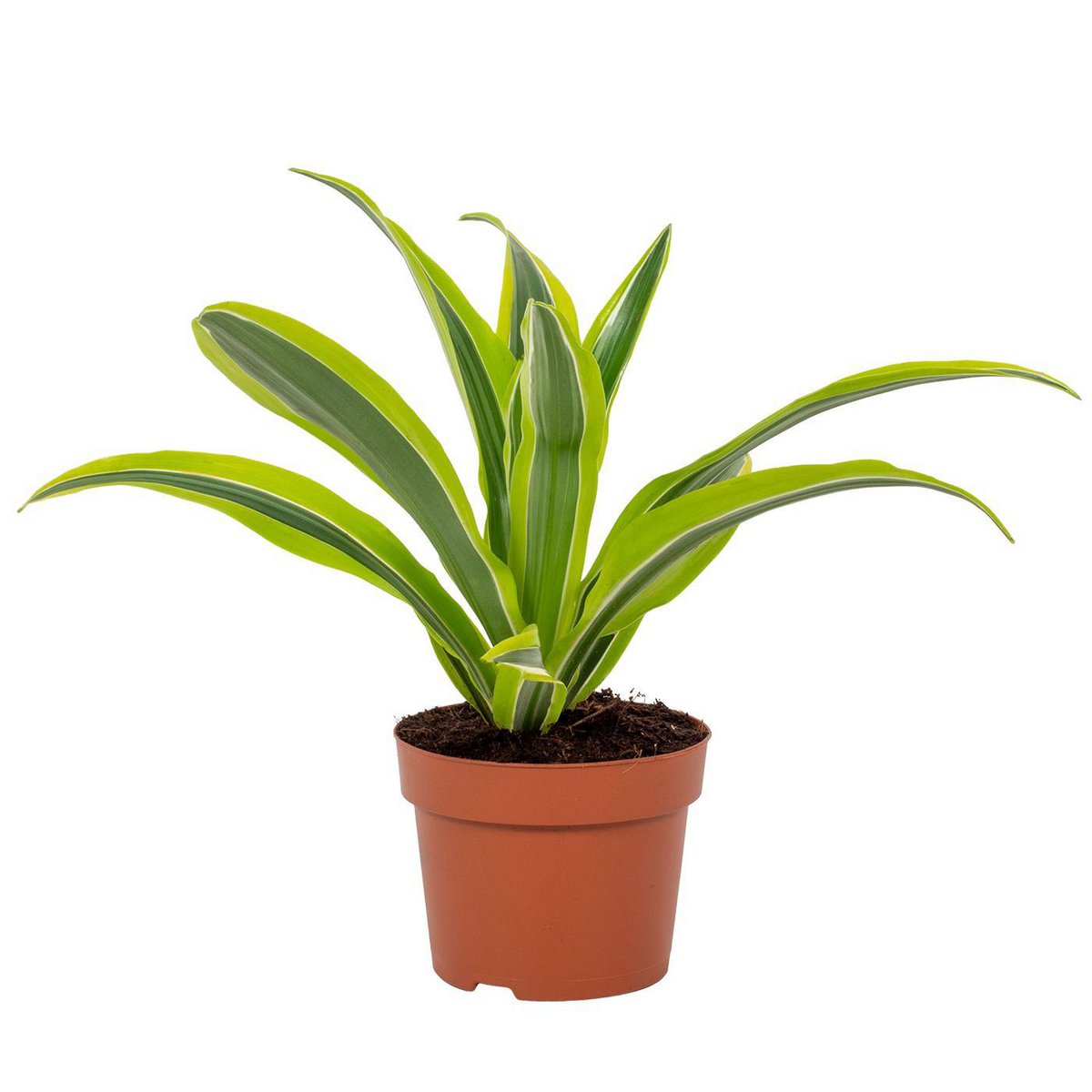 Dracaena Lemon Lime 12cm - vue générale avec feuillage luxuriant