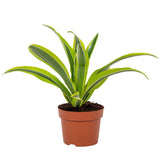 Dracaena Lemon Lime 12cm - vue générale avec feuillage luxuriant