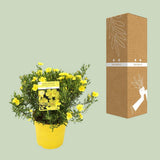 Halimium lib. 'April Sun' - Ø17cm - ↕20cm