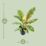 Philodendron étroit 'Ring of Fire' P14 - Ø14cm - ↕48cm