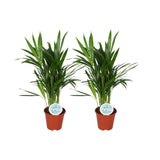 Areca Dypsis Lutescens - 2 pièces - Ø14cm - ↕50cm