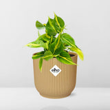 Philodendron grimpant jaune 14 cm