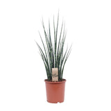 Mikado Sansevieria Bois de Fougère - Ø19cm - ↕80cm