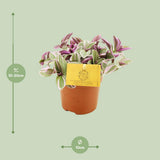 Tradescantia Sweetness 10,5cm - Ø10,5cm - ↕10cm