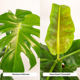 Lot de 2 plantes Monstera et Musa nain Cavendish
