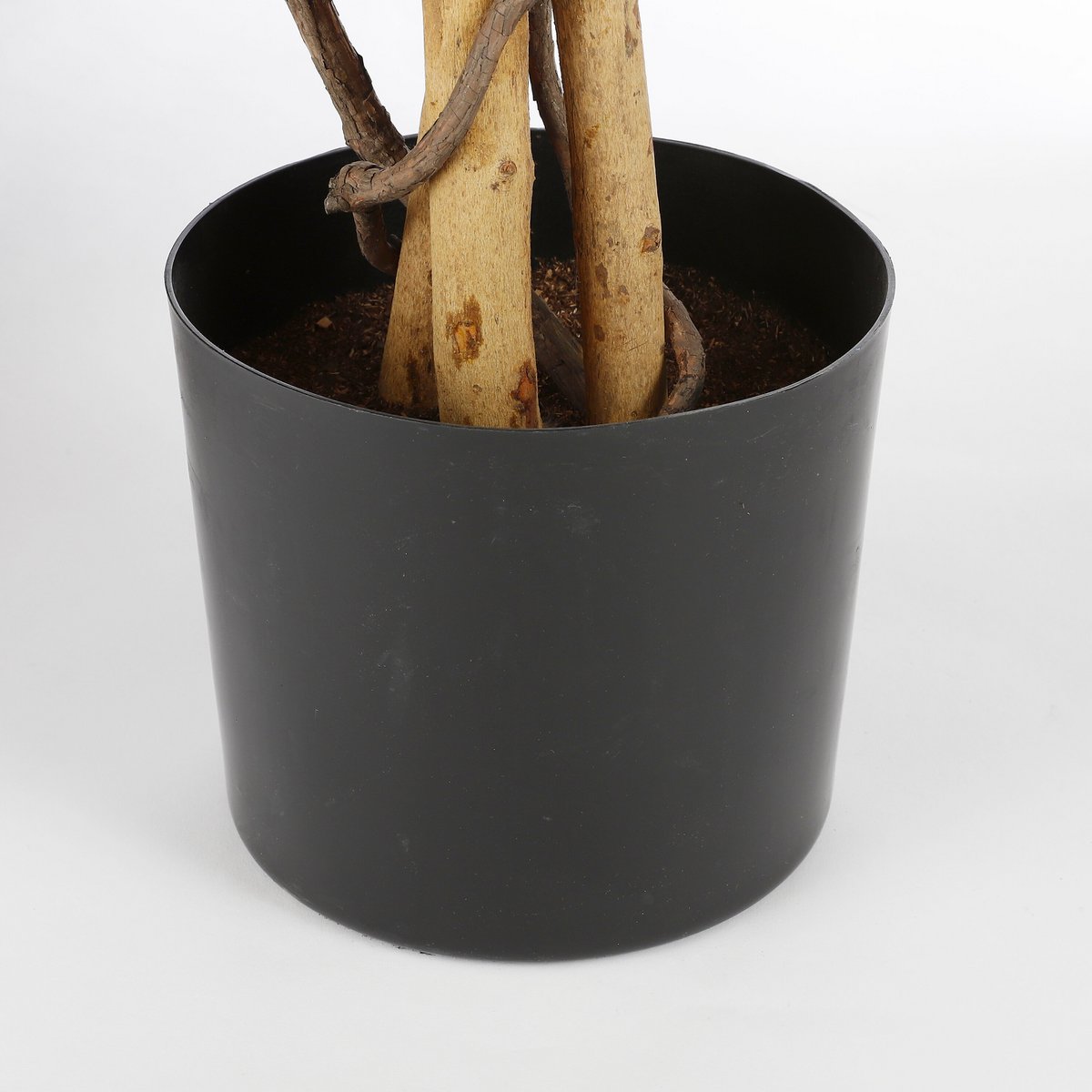 Détail du tronc en bois naturel de la plante Érable Rouge