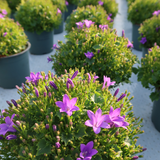 Lot de 2 campanulas Addenda violettes en pot 12 cm