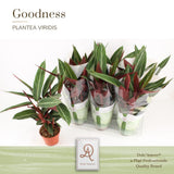 Plante artificielle Stromanthe Sanguinea Dolc'amore® 14 cm