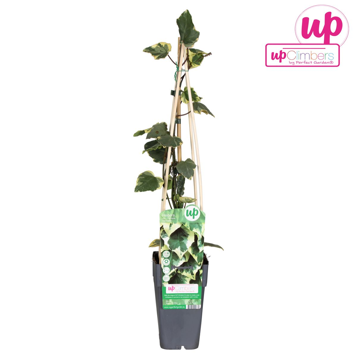 Ambiance décorative avec Hedera Colchica 'Dentata Variegata'