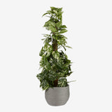 Ensemble de paniers à plantes Jorck Gris