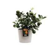 Citrus citron Ø16cm - ↕45cm