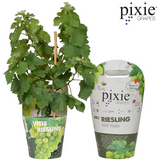 Vitis Pixie Riesling plante décorative en pot plastique recyclé blanc