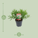Saligna SarcocoCca -Ø17cm - ↕25cm