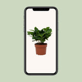 Plante Coffea Arabica en pot 12 cm