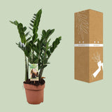 Zamioculcas 6-7 plumes-height 80-85 cm. - Ø17cm - ↕80cm