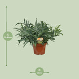 Plante artificielle Phlebodium bleu Ø26 cm