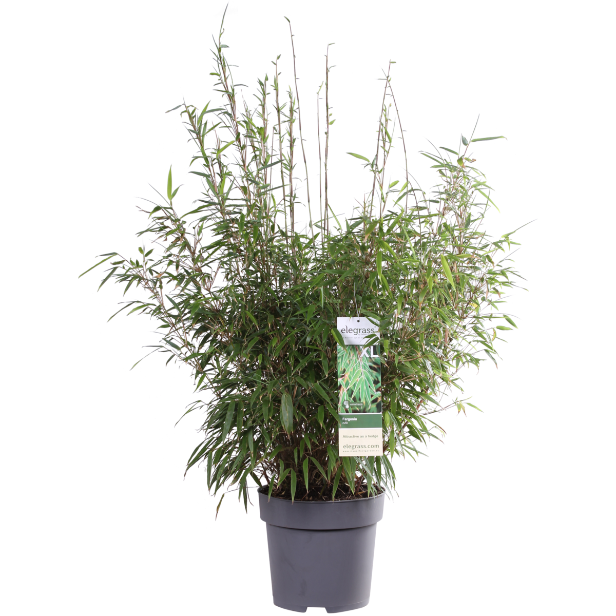 Fargesia Rufa - Bambou compact avec feuilles vert clair