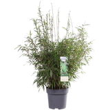 Fargesia Rufa - Bambou compact avec feuilles vert clair