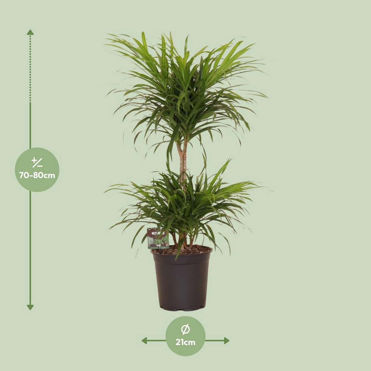 Dracaena Ref. Anita Variegata - Ø21cm - ↕80cm