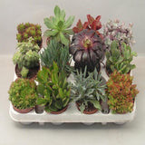 Lock | Succulentes 12 morceaux de taille de pot 8,5 cm