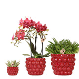 Set plante orchidée Phalaenopsis rouge et succulentes en pot céramique