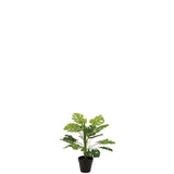 Philodendron en pot plastique vert, détail du feuillage et du pot