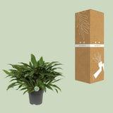 Philodendron Little Phil - Ø17cm - ↕45cm