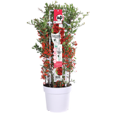 Pyracantha coccinea Red Star - Ø23 cm - 75 cm